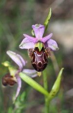 Orchidacees-Ophrys-vetula-Ophrys-vieux