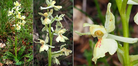 Orchidacees-Orchis-provincialis-Orchis-de-Provence-T1
