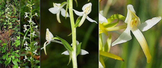 0106-Orchidacees-Platanthera-bifolia-Orchis-a-deux-feuilles-T1