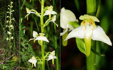 0107-Orchidacees-Platanthera-chlorantha-Platanthere-a-fleurs-verdatres-T1