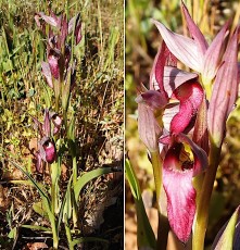 0112-Orchidacees-Serapias-lingua-x-Serapias-vomeracea-hyb.-Serapias-intermediaire-T1