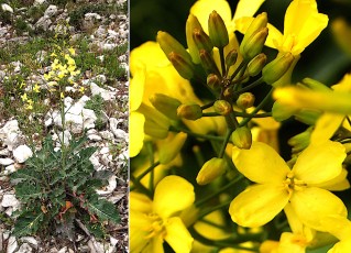 0636-Brassicacees-Brassica-montana-ou-oleracea-subsp.-robertsiana-Chou-de-montagne-T10