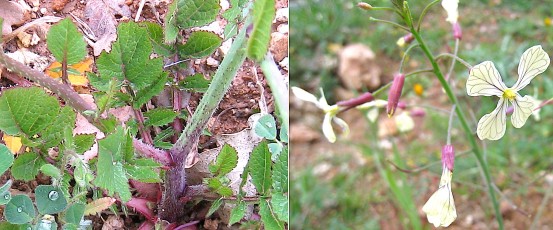 0643-Brassicacees-Raphanus-raphanistrum-subsp.-raphanistrum-Ravenelle-T10
