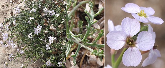 0644-Brassicacees-Cakile-maritima-subsp.-maritima-Cakilier-maritime-T10