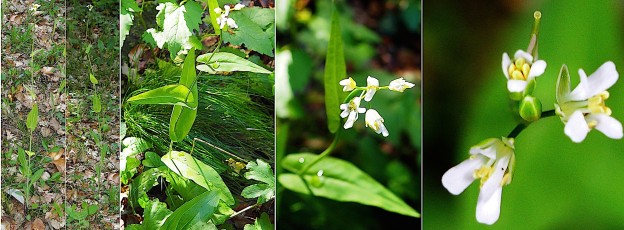 0649-Brassicacees-Fourrae-alpina-Arabette-a-feuilles-de-chou-T10