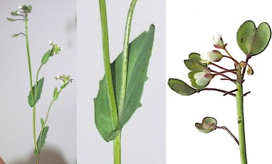 0651-Brassicacees-Microthlaspi-perfoliatum-Tabouret-perfolie-T10