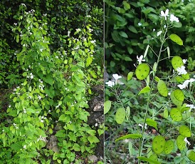 0664-Brassicacees-Lunaria-annua-albinus-Monnaie-du-pape-albinos-T10