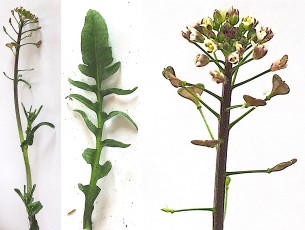 0675-Brassicacees-Capsella-bursa-pastoris-subsp.-rubella-Capselle-rougeatre-T10