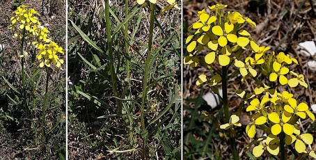 0676-Brassicacees-Erysymum-nevadense-subsp.-collisparsum-Velar-provencal-T10