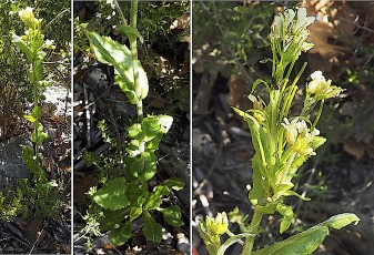 0681-Brassicacees-Arabis-hirsuta-subsp.-allionii-Arabette-dAllioni-T10