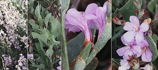 0699-Plumbaginacees-Limoniastrum-monopetalum-subsp.-multiflorum-Statice-aux-fleurs-multiples-T11
