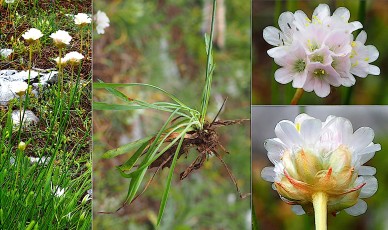 0702-Plumbaginacees-Armeria-arenaria-subsp.-bupleuroides-Armerie-faux-buplevre-T11