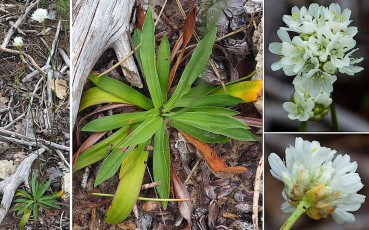 0704-Plumbaginacees-Armeria-arenaria-subsp.praecox-Armerie-precoce-T11