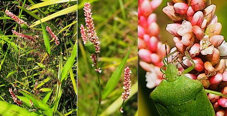0709-Polygonacees-Persicaria-maculosa-Renouee-persicaire-T11