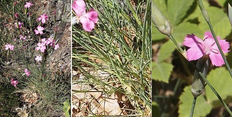0717-Caryophyllacees-Dianthus-caryophyllus-subsp.-godronianus-Oeillet-virginal-T11