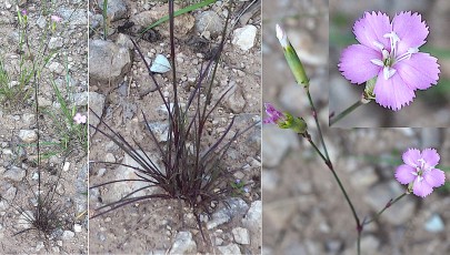 0719-Caryophyllacees-Dianthus-caryophyllus-subsp.-sylvestris-illet-des-bois-T11