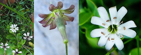 0732-Caryophyllacees-Silene-saxifraga-Silene-saxifrage-T11