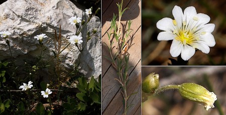0738-Caryophyllacees-Cerastium-arvense-subsp.-arvense-Ceraiste-des-champs-T11