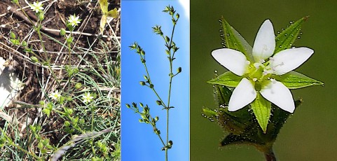 0745-Caryophyllacees-Arenaria-serpyllifolia-Sabine-a-feuilles-de-serpolet-T11