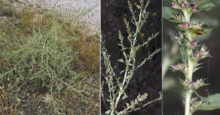 0750-Amaranthacees-Amaranthus-albus-Amarante-blanche-T11