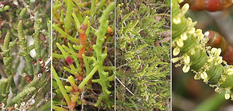 0756-Amaranthacees-Sarcocornia-fruticosa-Salicorne-fruticuleuse-T11