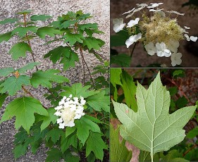 0771-Hydrangeacees-Hydrangea-quercifolia-Hortensia-a-feuilles-de-chene-T12