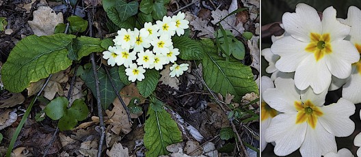 0773-Primulacees-Primula-vulgaris-subsp.-vulgaris-Primevere-commune-T12