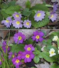 0774-Primulacees-Primula-vulgaris-subsp.-rubra-Primevere-commune-T12