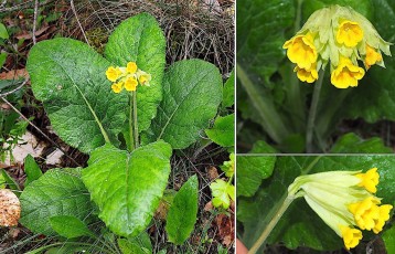 0775-Primulacees-Primula-eliator-subsp.-intricata-Primevere-des-bois-T12