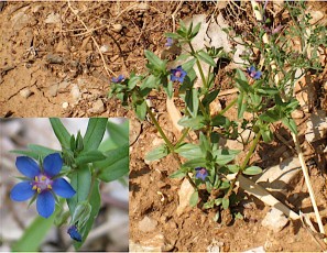 0783-Primulacees-Lysimachia-foemina-Mouron-bleu-T12