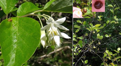 0785-Styracacees-Styrax-officinalis-Aliboufier-T12