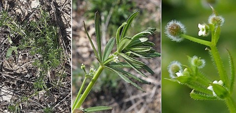 0793-Rubiacees-Galium-aparine-subsp.-aparine-Gaillet-gratteron-var.-a-fleurs-blanches-T12