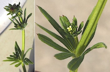 0794-Rubiacees-Galium-aparine-subsp.-aparine-Gaillet-gratteron-var.-a-fleurs-jaunes-T12