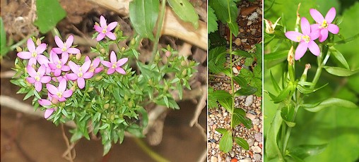0807-Gentianacees-Centaurium-tenuiflorum-Erythee-a-petites-fleurs-T12