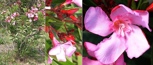 0811-Apocynacees-Nerium-oleander-Laurier-rose-T12