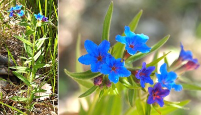 0816-Boraginacees-Lithospermum-ou-Buglossoides-purpurocaeruleum-Gremil-pourpre-bleu-T12