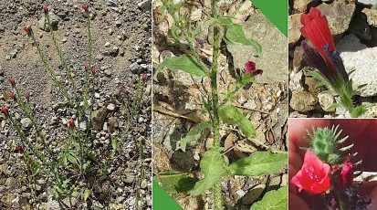 0821-Boraginacees-Echium-creticum-subsp.-creticum-Viperine-de-Crete-T12