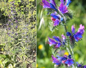 0822-Boraginacees-Echium-vulgare-subsp.-pustulatum-Viperine-pustuleuse-var.-bleue-T12