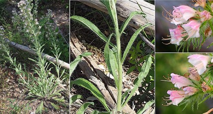 0823-Boraginacees-Echium-vulgare-subsp.-pustulatum-Viperine-commune-var.-rose-et-blanc-T12