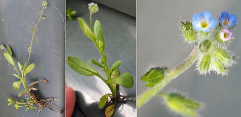 0832-Boraginacees-Myosotis-minutiflora-Myosotis-a-petites-fleurs-T13