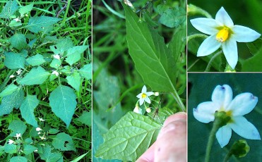 0847-Solanacees-Solanum-physalifolium-Morelle-a-feuilles-de-coqueret-T13
