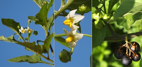 0848-Solanacees-Solanum-nigrum-Morelle-noire-T13
