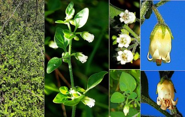 0850-Solanacees-Salpichroa-origanifolia-Muguet-des-pampas-T13