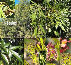 0857-Oleacees-Fraxinus-angustifolia-subsp.-oxycarpa-Frene-a-feuilles-aigues-T13