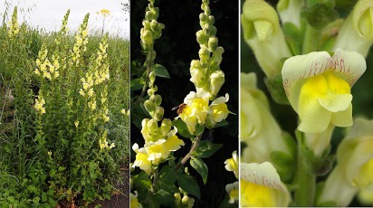 0888-Plantaginacees-Antirrhinum-majus-subsp.-latifolium-Muflier-a-larges-feuilles-T13