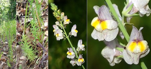 0893-Plantaginacees-Linaria-repens-Linaire-striees-T13