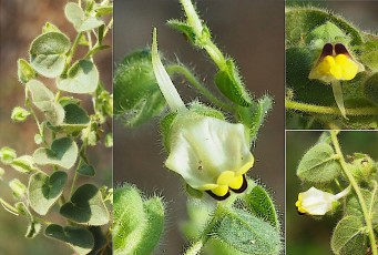 0895-Plantaginacees-Kickxia-spuria-subsp.-spuria-Fausse-velvote-T13