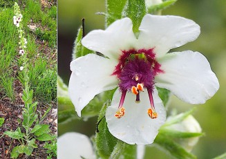 0905-Scrophulariacees-Verbascum-boerhavii-subsp.-alba-Molene-de-mai-var.-blanche-T13