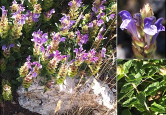 0916-Lamiacees-Scutellaria-alpina-Scutellaire-des-Alpes-T14