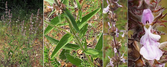 0928-Lamiacees-Stachys-germanica-subsp.-salviifolia-Epiaire-a-feuilles-de-sauge-T14